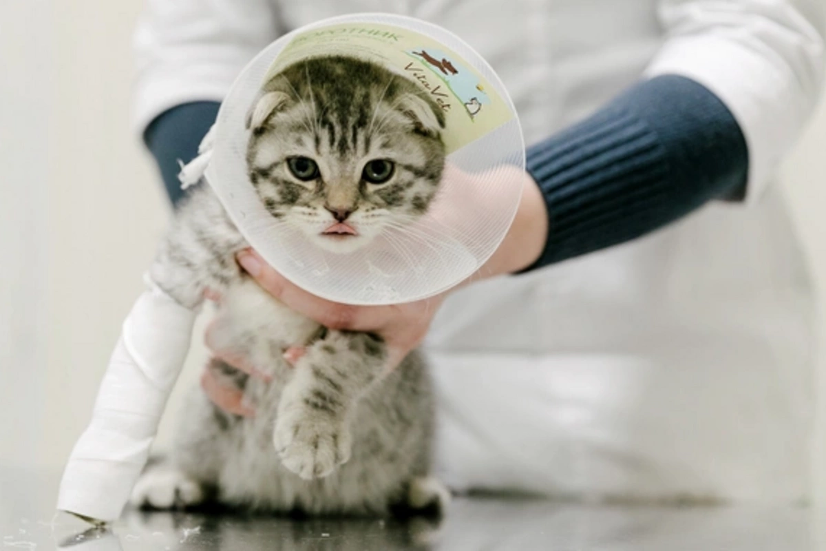 У домашних кошек обнаружен опасный для человека паразит