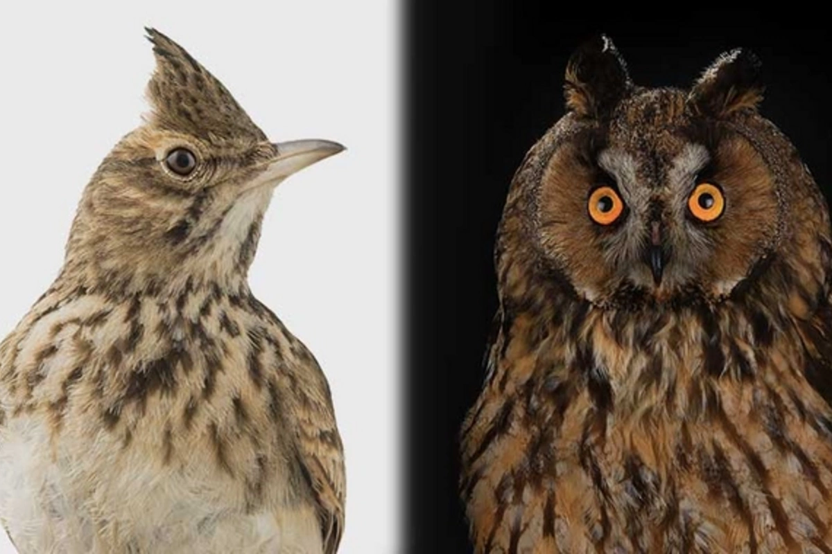 Генетические исследования показали: азербайджанцы — самые настоящие жаворонкиНаучное сообщество получило интересные данные о хронотипах различных этнических групп. Согласно последним генетическим исследованиям, представители азербайджанской национально