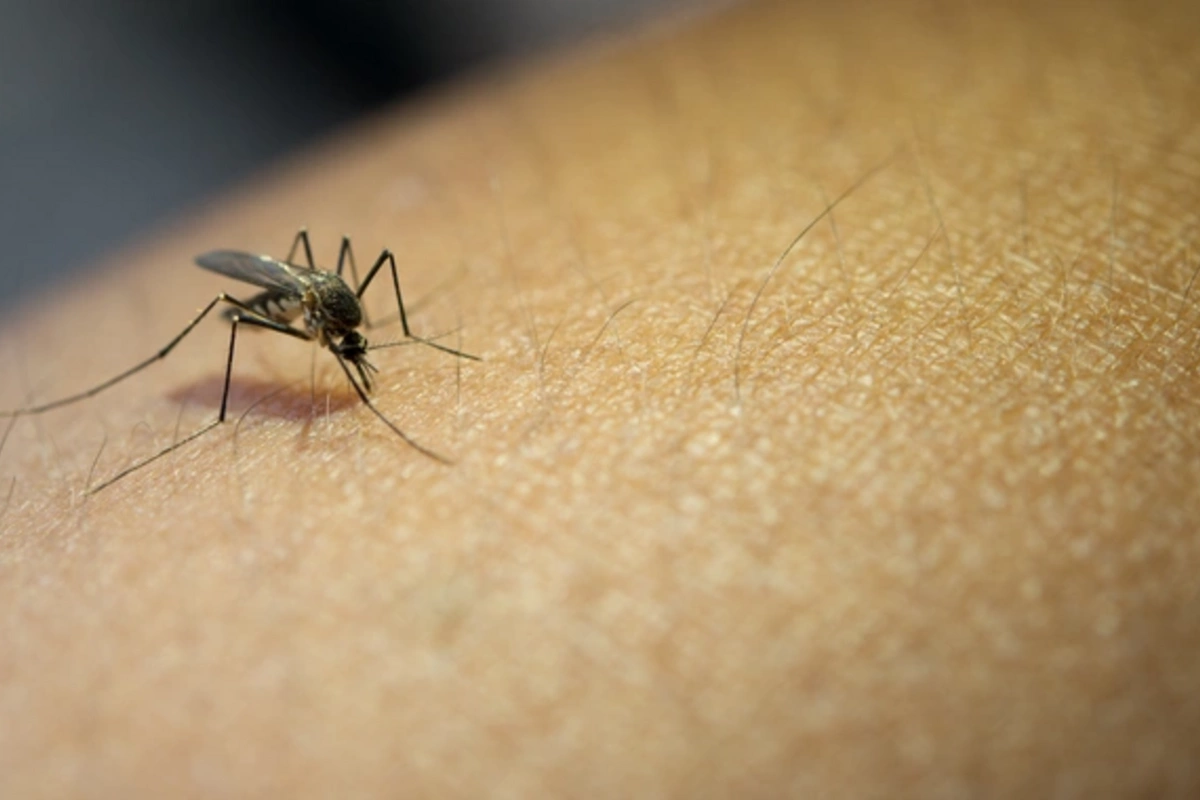 By what characteristics do mosquitoes choose their victims and why?