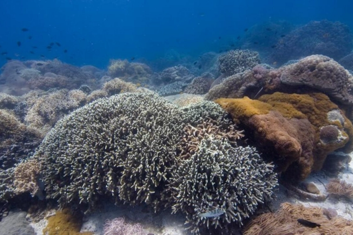 How global warming is destroying the Pacific Ocean ecosystem