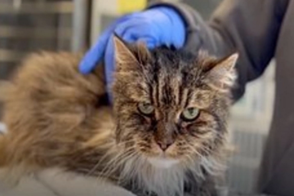 Чудесное спасение: 12-летняя кошка пережила падение с огромной высоты