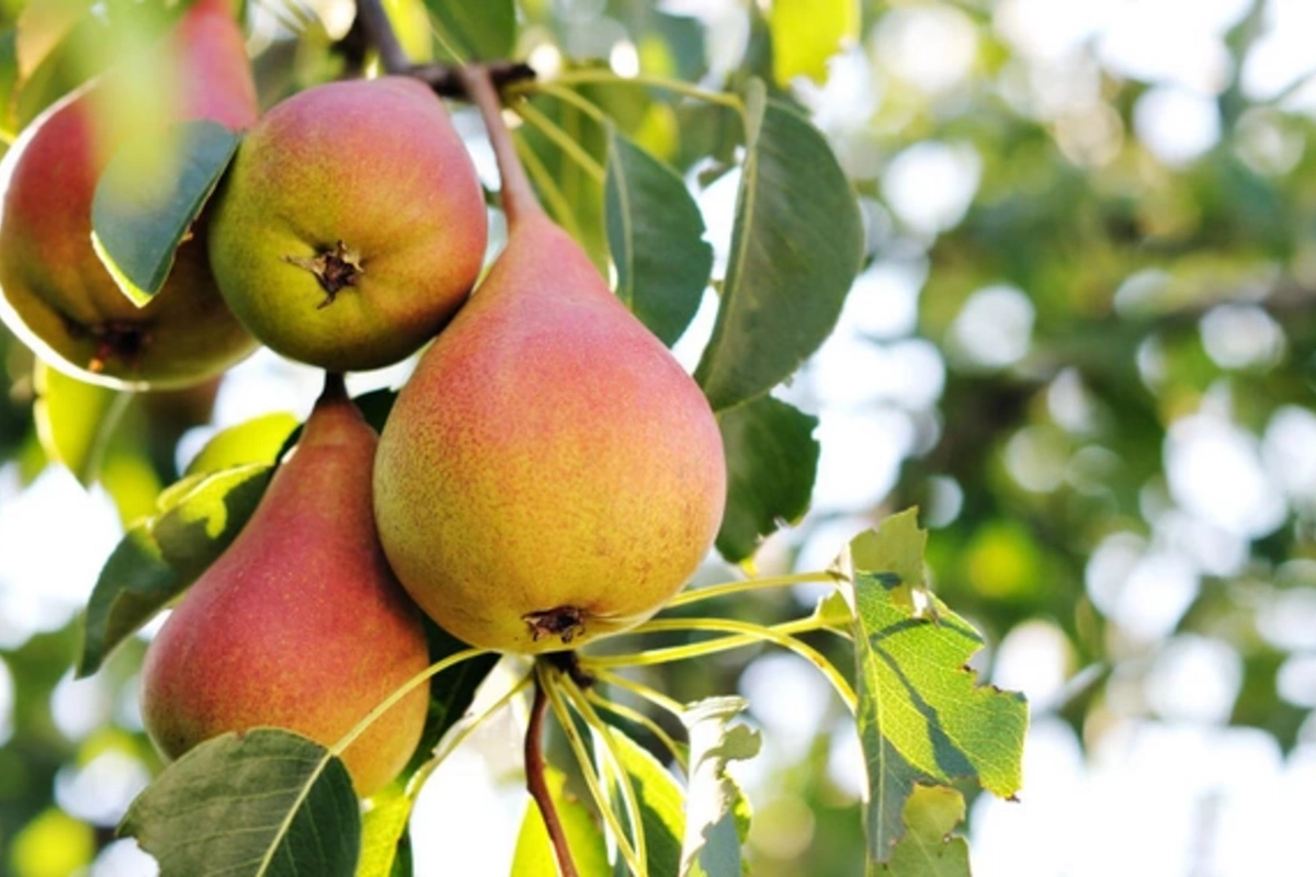 Учёные обнаружили: кожура груши борется с воспалением кишечника