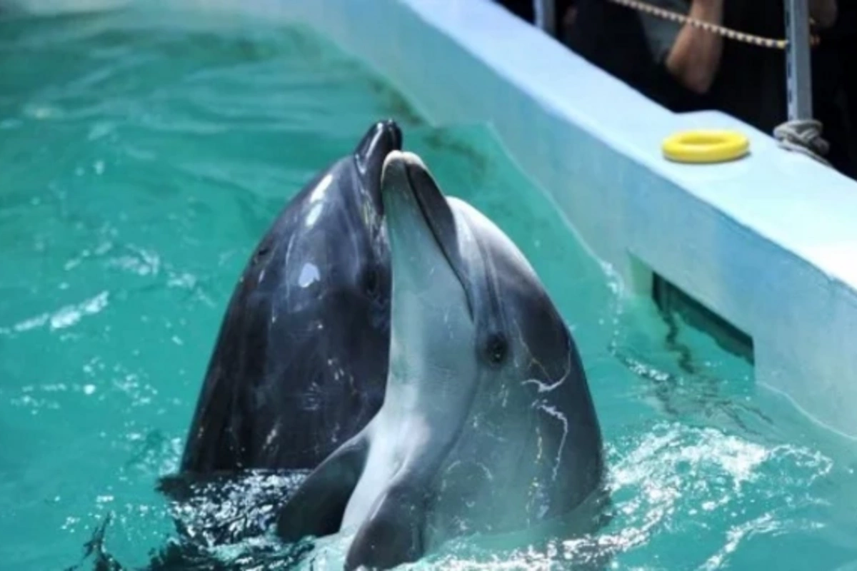 Mexican authorities have banned the use of dolphins and other marine mammals for entertainment purposes