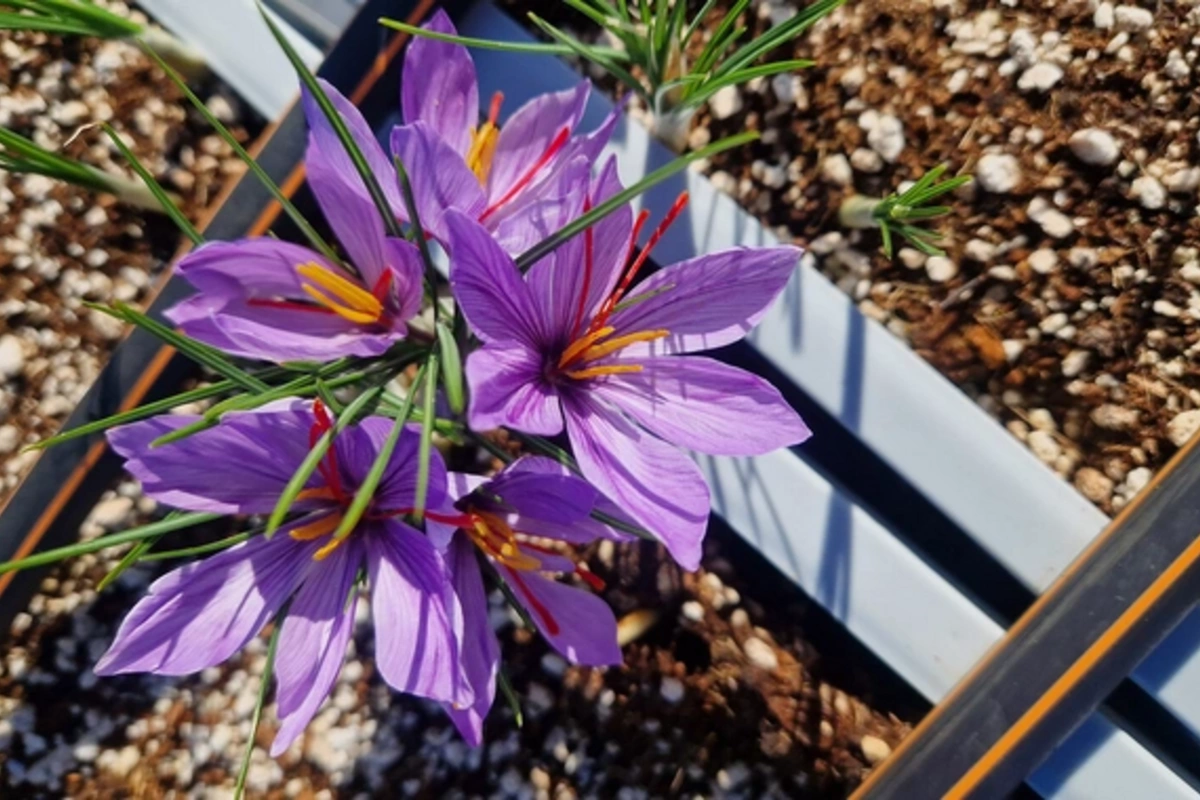 Natural remedy discovered that powerfully improves potency