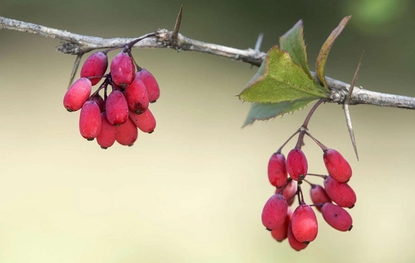 Соединение из барбариса остановило старение сосудов
