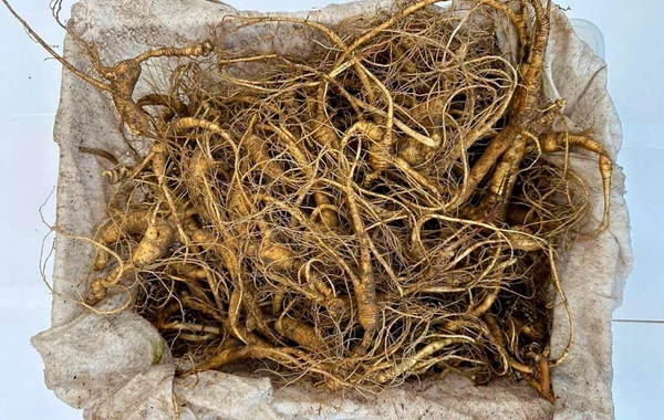 Scientists named a plant that improves gut and brain function