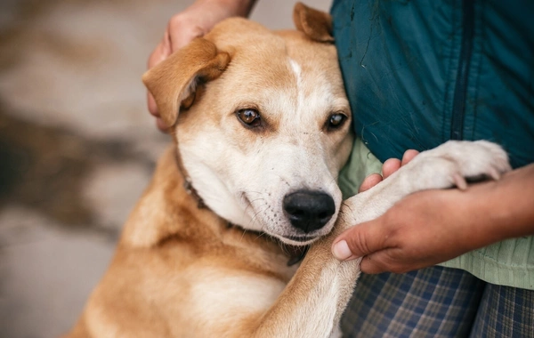 Учёные объяснили, почему не все собаки понимают слова