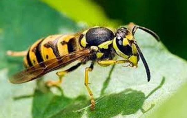 Named an effective way to avoid wasp stings in nature