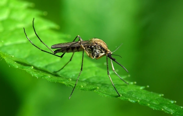 Mosquito Detection in Iceland Has Become a Threat to Humanity