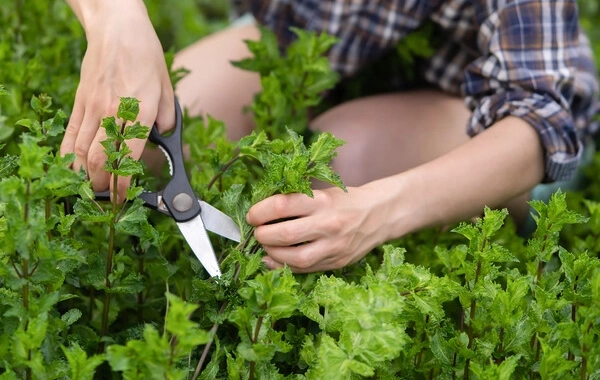 Scientists have named a plant that suppresses inflammation in the brain