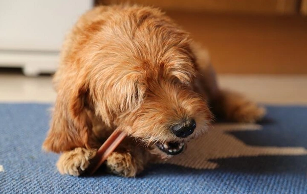 Zoonoses attack: which animal diseases threaten humanity