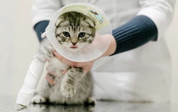 У домашних кошек обнаружен опасный для человека паразит