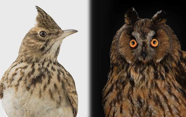  Генетические исследования показали: азербайджанцы — самые настоящие "жаворонки"Научное сообщество получило интересные данные о хронотипах различных этнических групп. Согласно последним генетическим исследованиям, представители азербайджанской национально