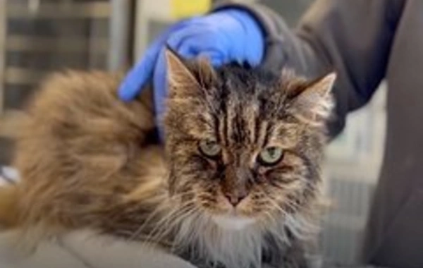 Чудесное спасение: 12-летняя кошка пережила падение с огромной высоты