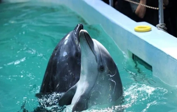 Mexican authorities have banned the use of dolphins and other marine mammals for entertainment purposes