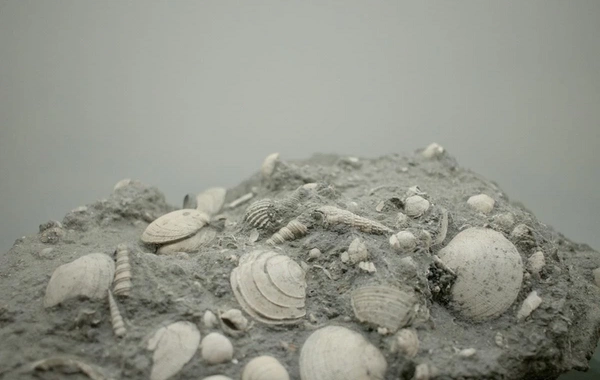 Scientists have made an important discovery about a unique fossil that is 500 million years old