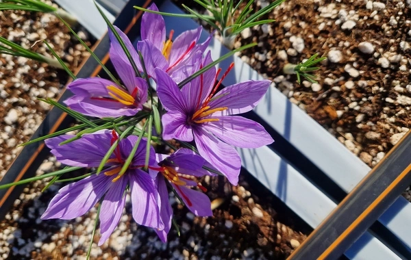 Natural remedy discovered that powerfully improves potency