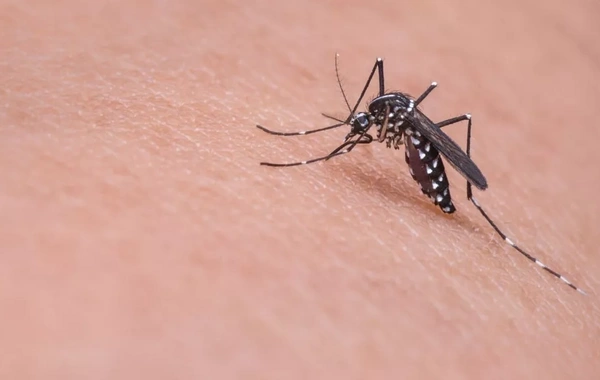 Mosquito-borne diseases are becoming an increasingly serious problem in Europe